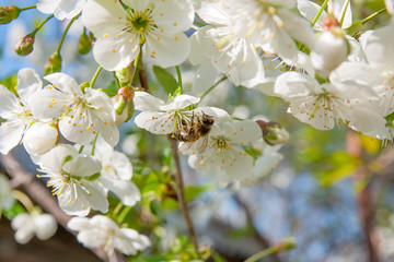 Bee collects nectar and pollen on a blossoming cherry tree branc
