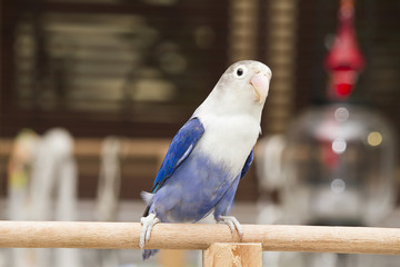 Blue lovebird sitting on the perch in the house