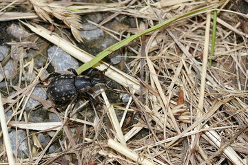 Rüsselkäfer, Pestwurzrüssler, Liparus glabrirostris