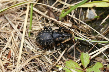 Rüsselkäfer, Pestwurzrüssler, Liparus glabrirostris