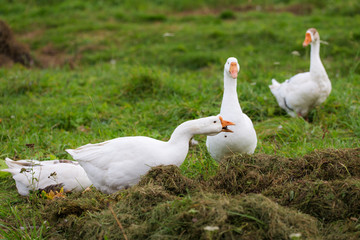 geese eat grass