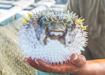 Fisherman holding wet live puffer fish in hand