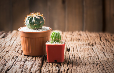 small cactus in pot