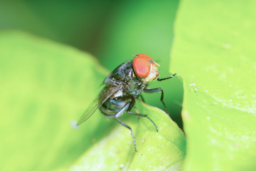 Common green bottle fly (Lucilia sericata) on a leaf