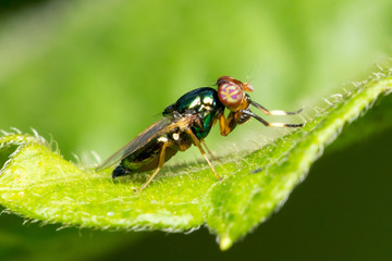 Fototapeta premium Horse-fly (Tabanidae) on a leaf