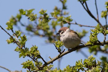 Tree Sparrow  (Passer montanus)