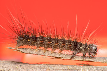 Black and hairy caterpillar