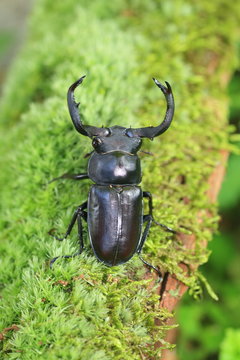 Taiwan deer stag beetle (Rhaetulus crenatus crenatus) in Taiwan

