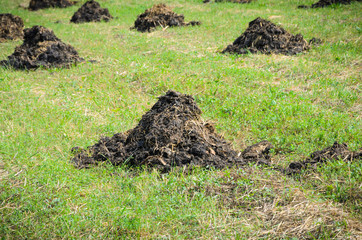 Fototapeta premium Manure fertilizer on cultivated field