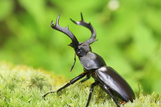 Taiwan deer stag beetle (Rhaetulus crenatus crenatus) in Taiwan

