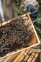 bees on honeycomb frame from hive