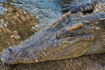 Close up Crocodile