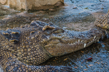 Close up Crocodile