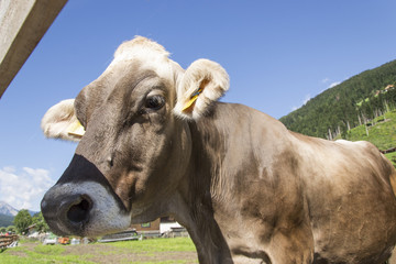 583 - cows south tyrol
