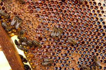 View of the working bees on the honeycomb with sweet honey.