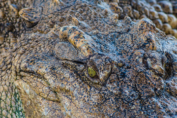 Close up Crocodile