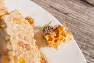 Close up view of the working bee on the honeycomb with sweet hon