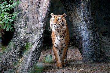 Naklejka premium Tygrys bengalski w lesie