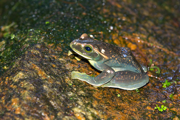 frog on rock in the florest