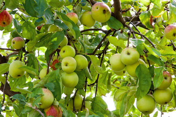 Shiny delicious apples hanging from a tree branch in an apple or