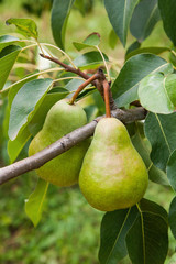 Shiny delicious pears hanging from a tree branch in the orchard.