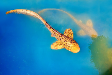 Leopard shark swimming in blue water
