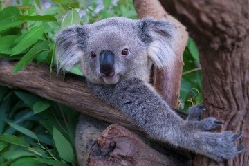 Naklejka premium Koala Bear in zoo.