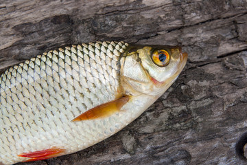 Single common rudd fish on natural background.
