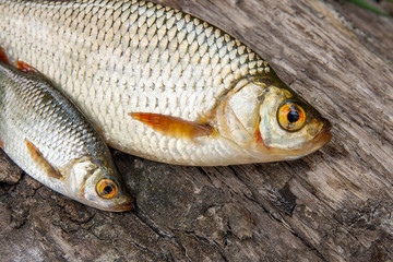 Several common rudd fish on natural background.