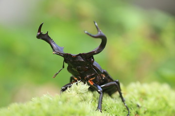Taiwan deer stag beetle (Rhaetulus crenatus crenatus) in Taiwan

