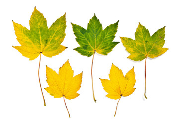 Autumn maple leaves isolated on white background. With clipping