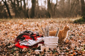 cat sleeping in the autumn leaves. Near the cat a lot of yellow