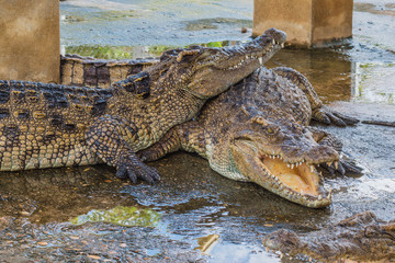 Close up Crocodile