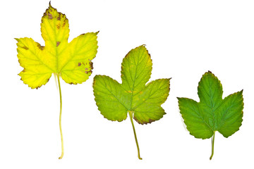 Autumn ivy leaf isolated on white background. With clipping path