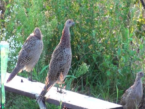 Family of wild pheasants and partridges walking in the garden without fear of people. Wild birds in the garden. Birds in a zoo. ?ouple on the bench