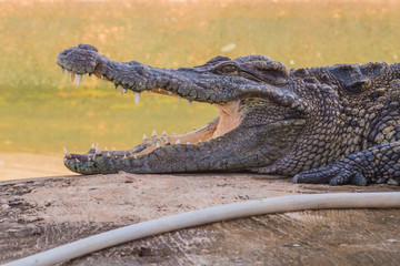 Close up Crocodile