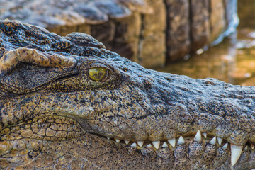 Close up Crocodile