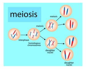 Meiosis. Cell division. Vector diagram