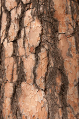 pine bark closeup