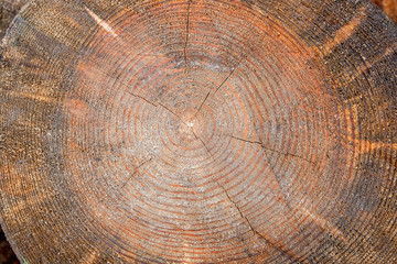 Naklejka premium Wood texture of cutted tree trunk.