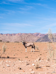 Oryx antelope in Namib Desert, Namibia, Africa.