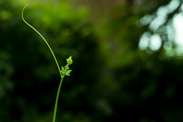 Flower in the garden