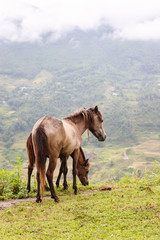 Horse at north Vietnam