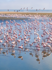 Group of flamingos on Walvis Bay Lagoon.