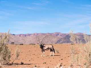 Naklejka premium Single oryx gazelle (gemsbok) in Namibia, Africa.