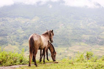 Horse at north Vietnam