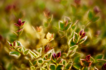Weigela flowers close up