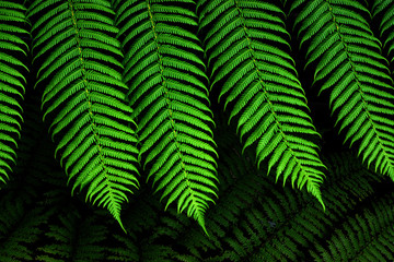 Fototapeta na wymiar Green Fern leaf