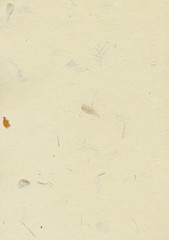 Cream paper background with dry flowers