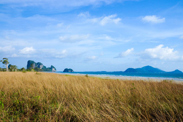 Savanna grasslands and tree, Thailand.